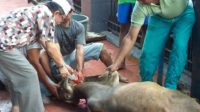 Peserta Qurban Menurun di Mesjid Muhammadiyah