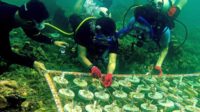 Pecinta Diving di Kolaka Lakukan Transplantasi Karang