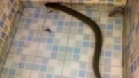 Ikan Mirip Ular Ditemukan di Bangka