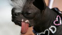 Dinkes Tetap Himbau Warga Waspada Anjing Rabies