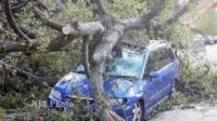 Nyaris Masuk Jurang, MiniBus Ini Hantam Pohon