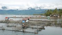 Puluhan Ton Ikan Mati, Petani Keramba Danau Maninjau Merugi