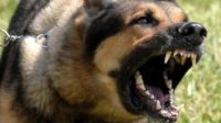 Antisipasi Anjing Gila, Disprenakbunhut Turunkan Tim