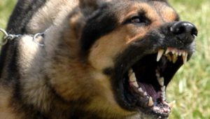 Anjing Pelacak Bakal Intai Pemudik
