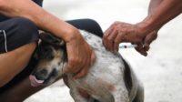 Gigitan Anjing Diduga Rabies Bikin 13 Warga Jadi Korban