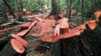 Ilegal Logging, Ketua DPRD Dharmasraya Ditahan