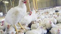 Di Bengkulu, Harga Ayam Potong Merangkak Naik
