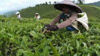 Produksi Teh Indonesia Semakin Melorot Tiap Tahunnya