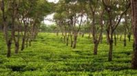 Praktek Korupsi Berawal dari Perizinan yang Lambat