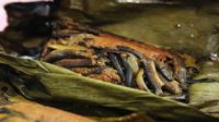 Jogja, Menggelar Festival Belut
