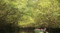 Liburan di Hutan Bakau, Jalur Sungai Penuh Kelokan.