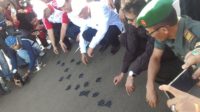Pemko Padang Lepas 300 Penyu