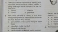 Pelajaran Seksual Buat Siswa SD Bingung