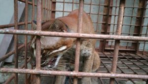 Kucing Berukuran Besar Hebohkan Warga
