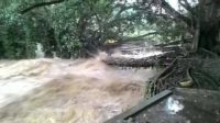 Banjir Hantam Objek Wisata Jembatan Akar