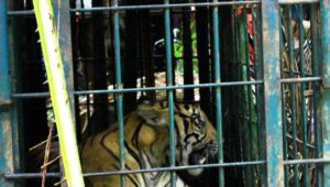 Telusur Jejak Kaki Harimau Sumatra