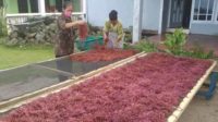 Nagari Sungai Pinang Pessel Kembangkan Komoditi Rumput Laut