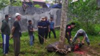 Qurban di Desa Santur Sawahlunto, 43 Sapi dan 15 Kambing Disembelih