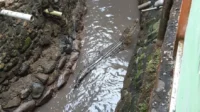 Buaya Muara Muncul di Pemukiman Padang, Tim BKSDA Turun Tangan