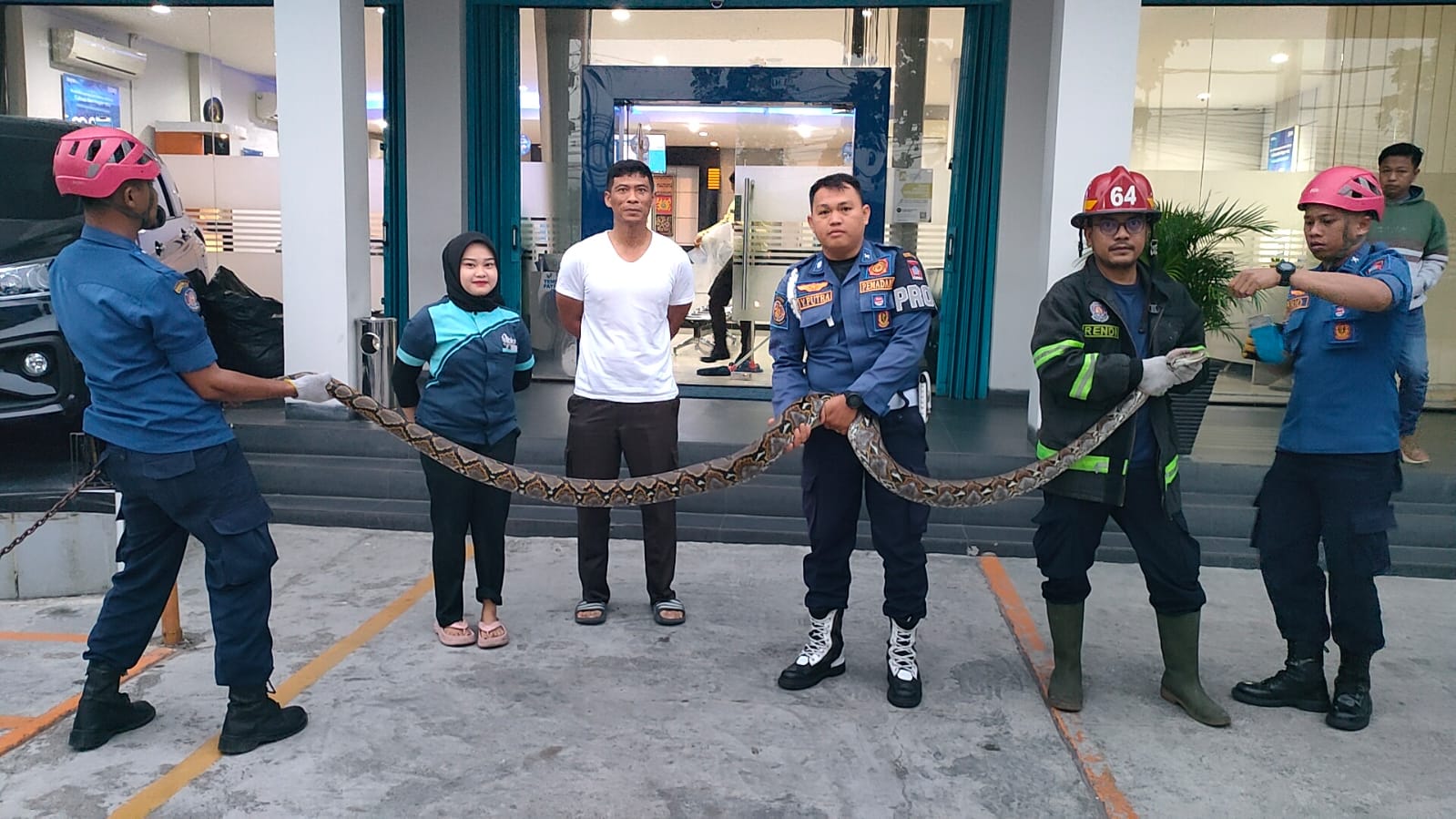 damkar-padang-amankan-ular-piton-3-meter-di-kantor-cabang-bri-khatib-sulaiman