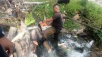Angin Kencang Terjang Padang, Sejumlah Pohon Tumbang