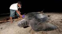 Tiga Penyu Langka Kembali Bertelur di Pesisir Selatan