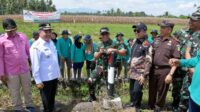 Lubuk Basung Pacu Ketahanan Pangan Lewat Sawah Pokok