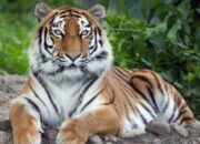 Bayi Harimau Sumatera Mati, Kelainan Genetik Jadi Sorotan