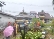 Hujan Angin Kencang Tumbangkan Pohon di Lima Titik Padang