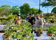 Pameran Bonsai Ramaikan HUT Lubuk Basung, Pejabat Tinjau Kesiapan