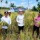 bupati-agam-dan-anggota-dpr-ri-panen-sawah-pokok-murah-di-garagahan