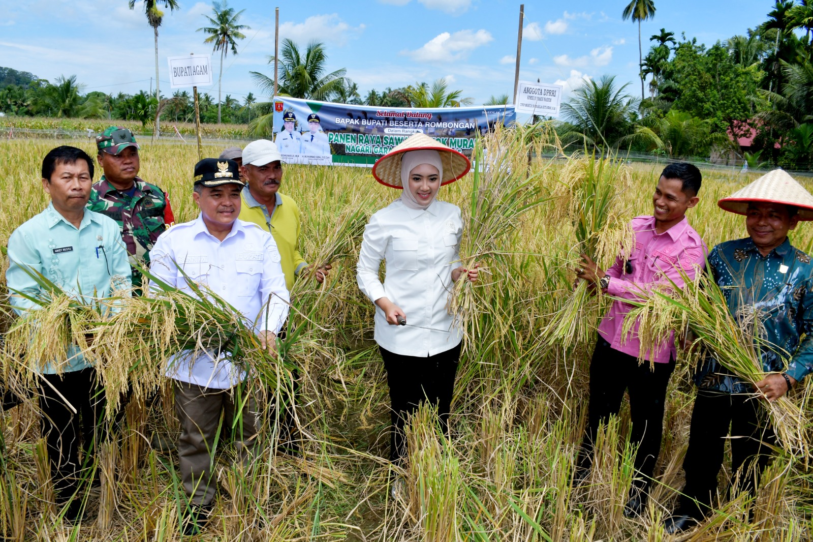 bupati-agam-dan-anggota-dpr-ri-panen-sawah-pokok-murah-di-garagahan