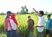 TP-PKK Agam Apresiasi Petani, Kunjungi Demplot Sawah Murah