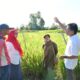 ketua-tp-pkk-agam-sambangi-demplot-sawah-pokok-murah-di-nagari-matua-mudiak