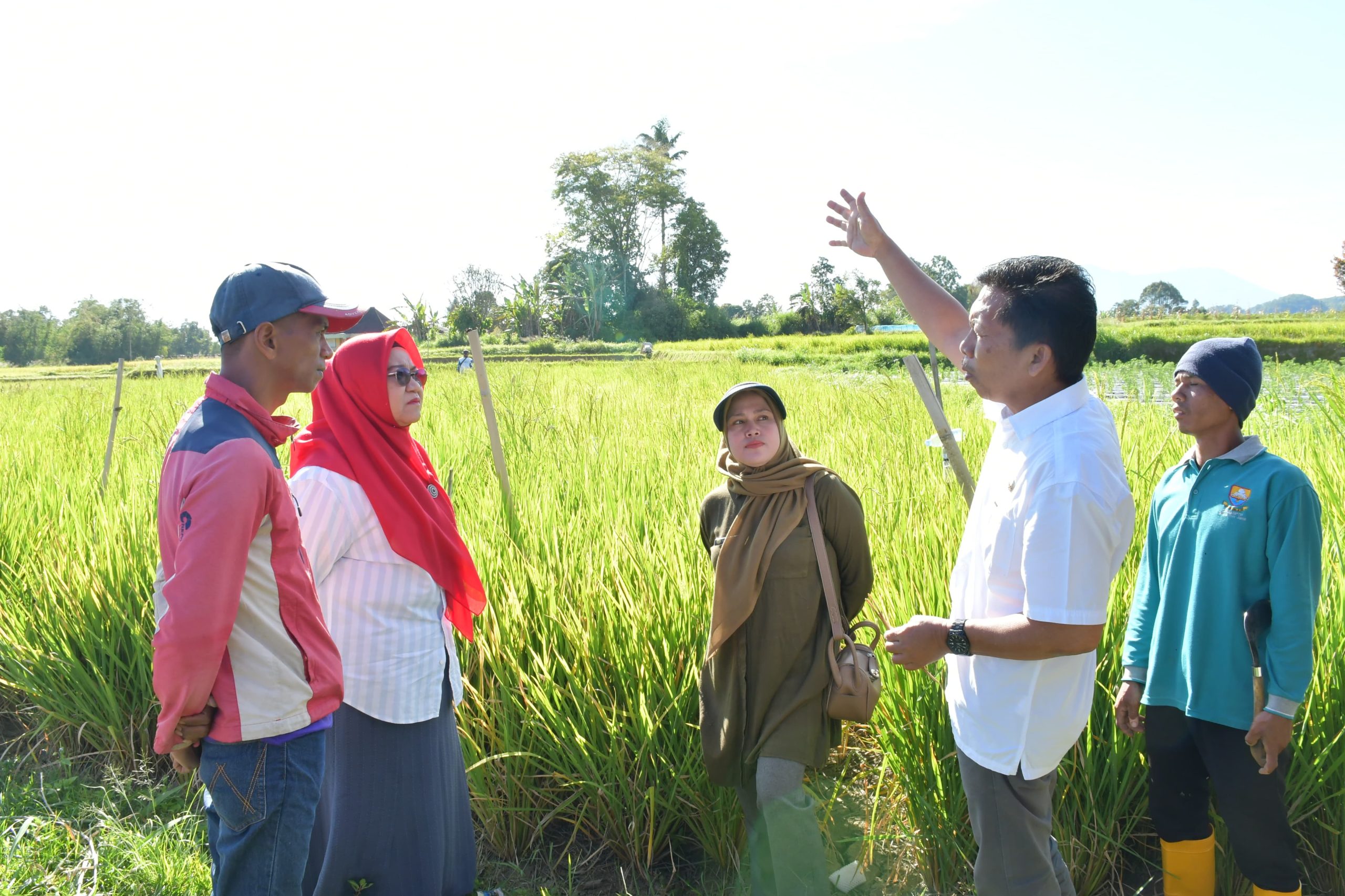 ketua-tp-pkk-agam-sambangi-demplot-sawah-pokok-murah-di-nagari-matua-mudiak