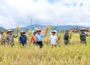 Petani Baso Agam Sukses Panen Sawah Pokok Murah