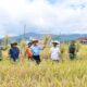 bupati-agam-hadiri-panen-perdana-sawah-pokok-murah-di-nagari-padang-tarok