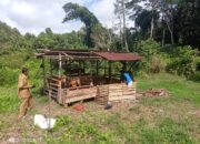 Kematian Puluhan Sapi di Mentawai, Vaksinasi Segera Dilakukan
