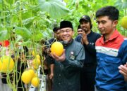 Petani Muda Padang Kembangkan Hidroponik, Panen Melon Premium!