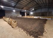 Petani Desak Hilirisasi Gambir Sumbar Dongkrak Ekonomi Daerah
