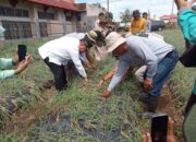 Bupati Agam Panen Bawang, Petani Ampek Angkek Berdaya