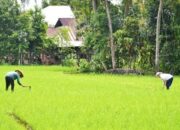 Atasi Sawah Kekeringan di Padang, BWS Bangun JIAT