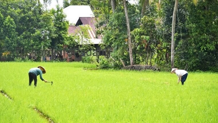 atasi-sawah-kekeringan-di-padang,-bws-bangun-jiat