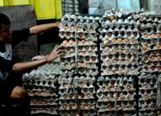 Harga Telur Ayam Meroket, BPS Catat Kenaikan di Banyak Daerah