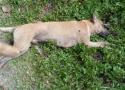 Serang Warga dan Hewan Ternak, Seekor Anjing Ditembak Mati di Padang Sarai
