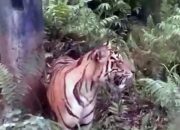 Harimau Lintasi Jalan, BKSDA Turun Tangan di Palupuh