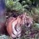 warga-palupuh-geger,-harimau-lintas-jalan-di-areal-sawah-koto-rantang