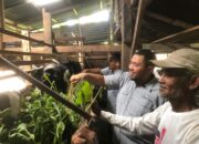 Kambing Etawa Kembangkan Ekonomi, Warga Padayo Berdaya