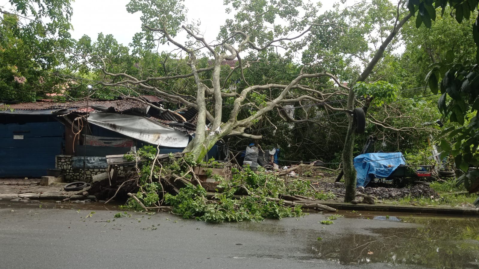 hujan-dan-angin-kencang-melanda,-satu-bengkel-di-ulak-karang-padang-ditimpa-pohon