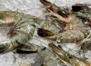 Ekspor Udang Indonesia Bisa Masuk Amerika